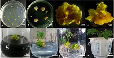Targeted mutagenesis of the CYP79D1 gene via CRISPR/Cas9-mediated genome editing results in lower levels of cyanide in cassava